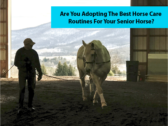 Are You Adopting The Best Horse Care Routines For Your Senior Horse?