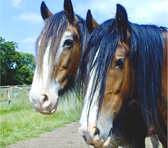 Shire Horses