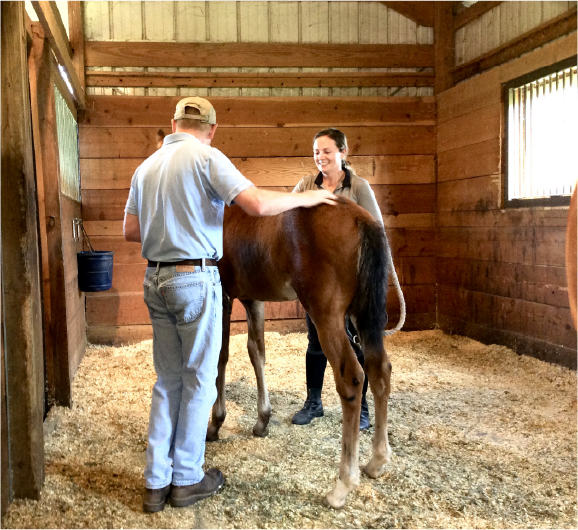 Handling A Foal