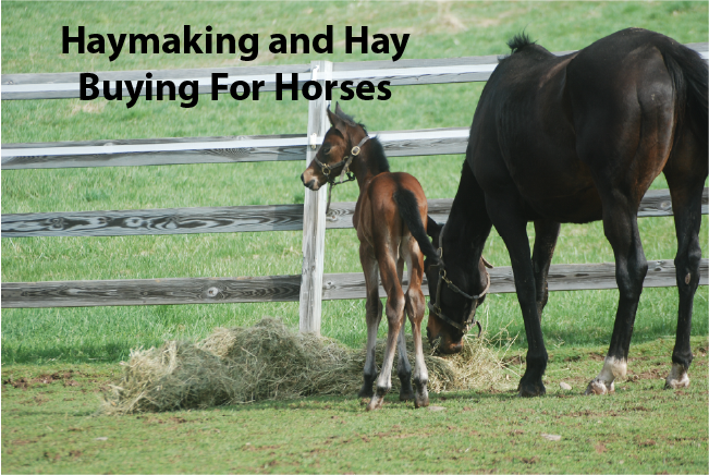 Haymaking and Hay Buying For Horses