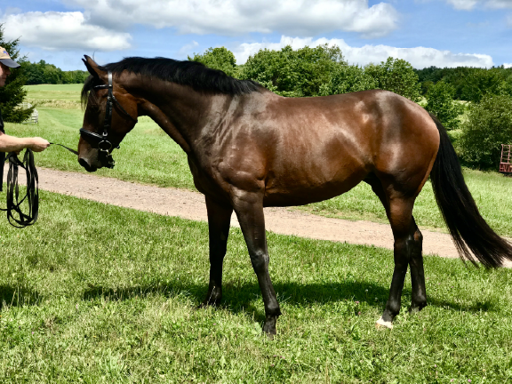 Breeding Horses