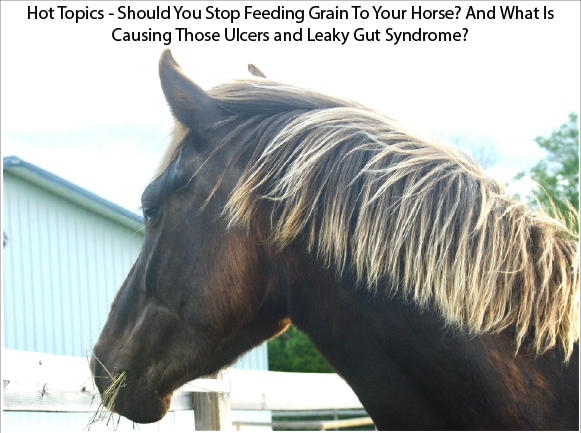 Hot Topics - 
Should You Stop Feeding Grain To Your Horse?
And What Is Causing Those Ulcers and Leaky Gut Syndrome?