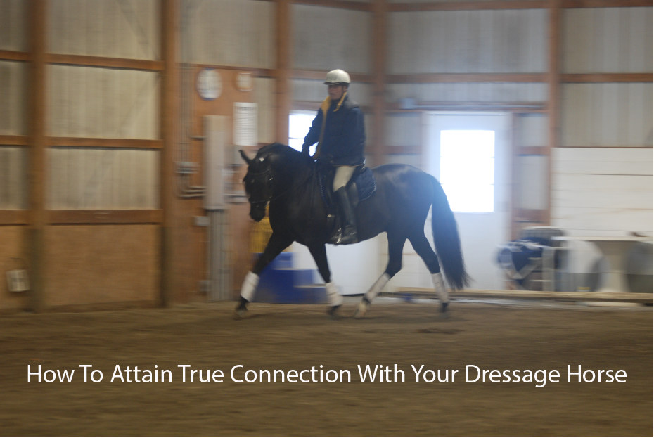 How To Attain True Connection With Your Dressage Horse 