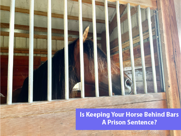 Is Keeping Your Horse Behind Bars A Prison Sentence?