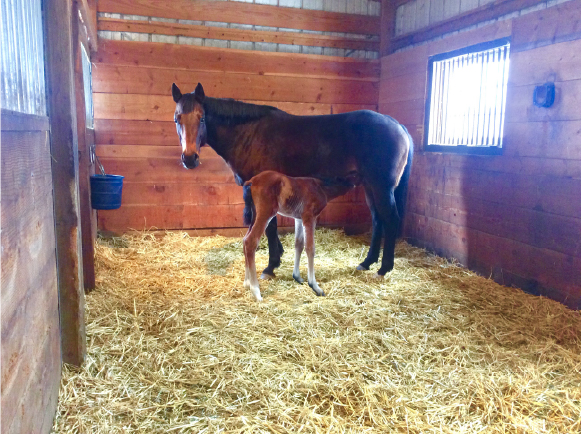 Mare and Foal in Large Stable