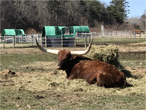 Long Horn Cow