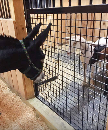 Alpacas, llamas or donkeys/miniature horses can all be housed under one roof