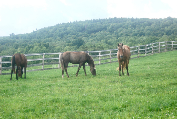 Mare Grazing