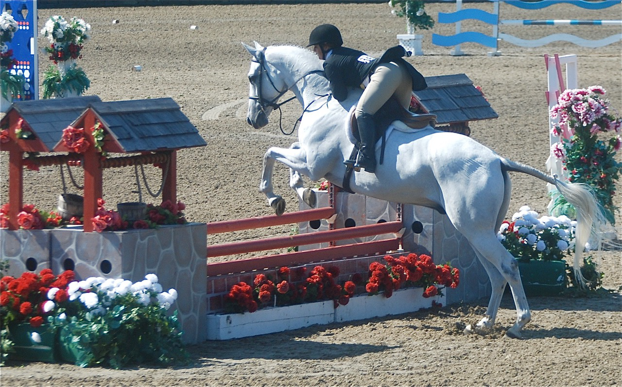 The 1,2,3 of Training Your Horse to Jump
