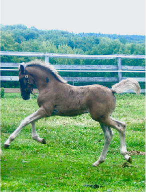 The Balance of Power – Saddle Position In Dressage Training