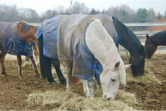 Horses Eating Hay
