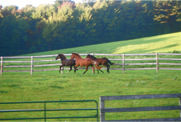 Horses Running Together