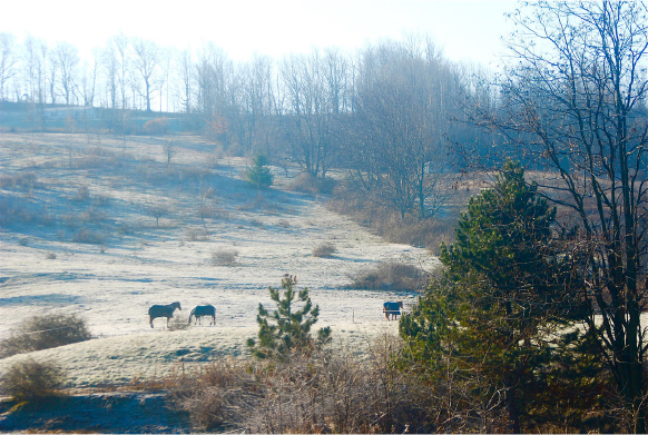Horse at Pasture