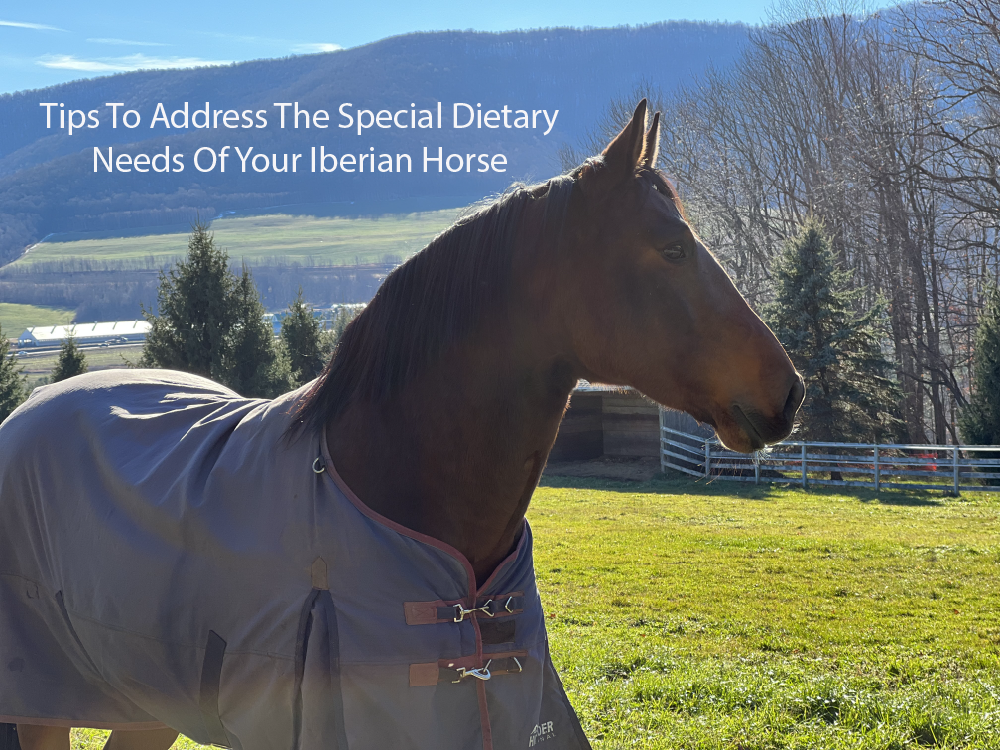 Tips To Address The Special Dietary Needs Of Your Iberian Horse