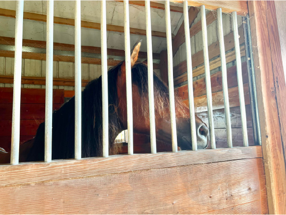Bay Horse in Stable