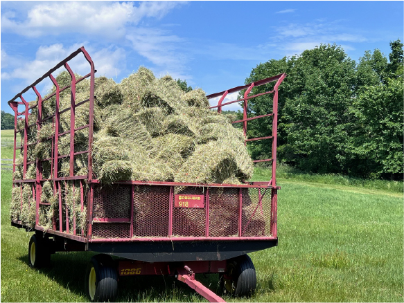 Select good quality properly cured ‘clean and green’ hay, meaning weed free and green as a dollar bill.