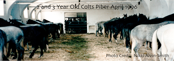 2 & 3 Year Old Colts