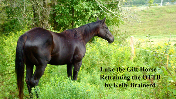 Luke the Gift Horse - Retraining the OTTB 
by Kelly Brainerd 