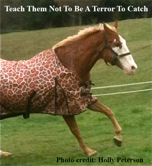 Teach Them Not To Be A Terror To Catch