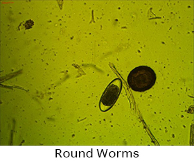 Round Worms
