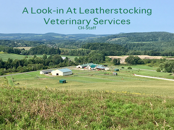 A Look-in At Leatherstocking Veterinary Services 
