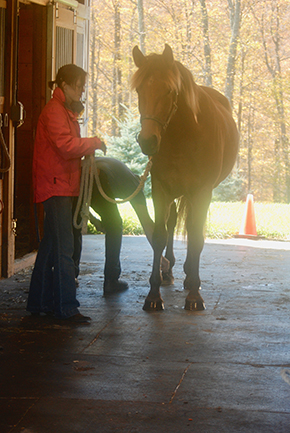 Winter is on the Horizon ~ Is Your Horse Farm Ready? By Nikki Alvin-Smith