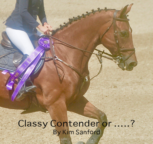 Classy Contender or …..?
 By Kim Sanford