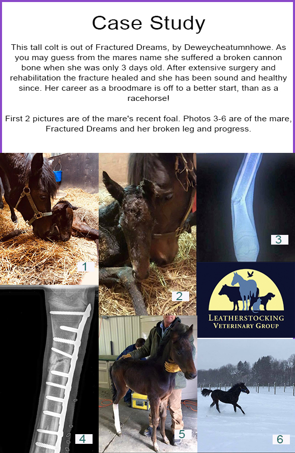Leatherstocking Vet Services Share UTD Info For Horse Owners