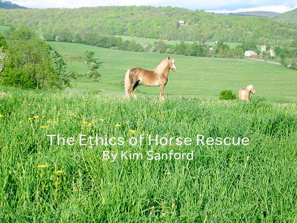 The Ethics of Horse Rescue