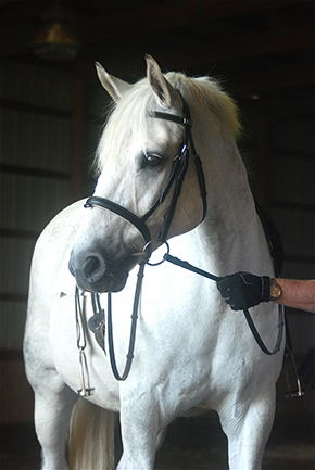 Take The Reins On Your New Horse Barn Dream