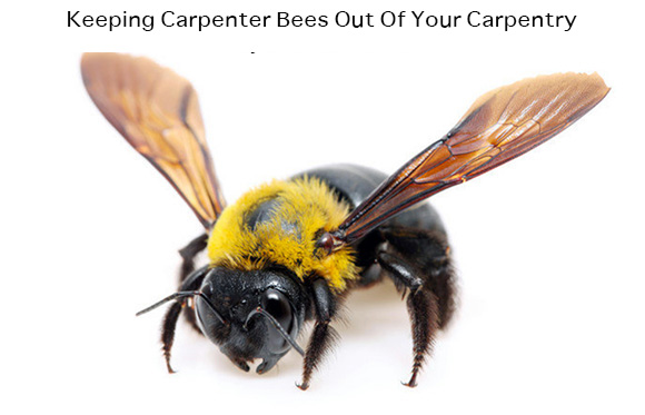 Keeping Carpenter Bees Out Of Your Carpentry