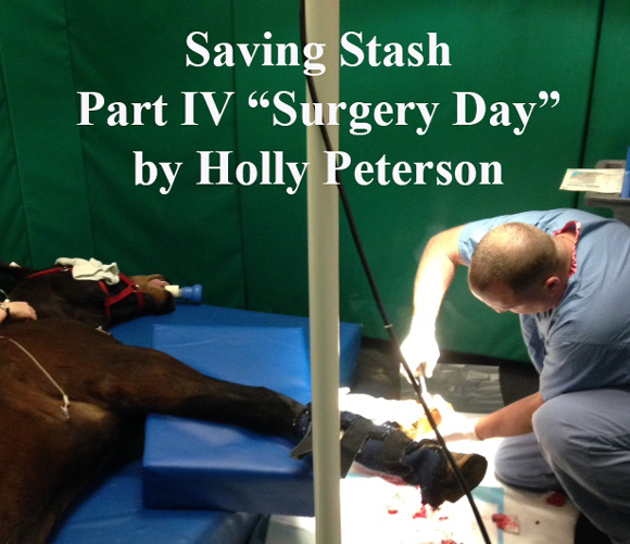 Saving Stash
Part IV “Surgery Day” 
by Holly Peterson