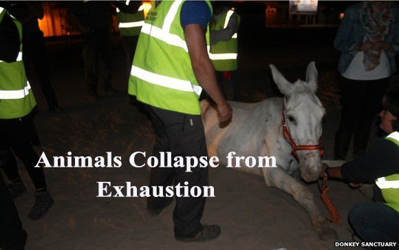 Animals Collapse from Exhaustion