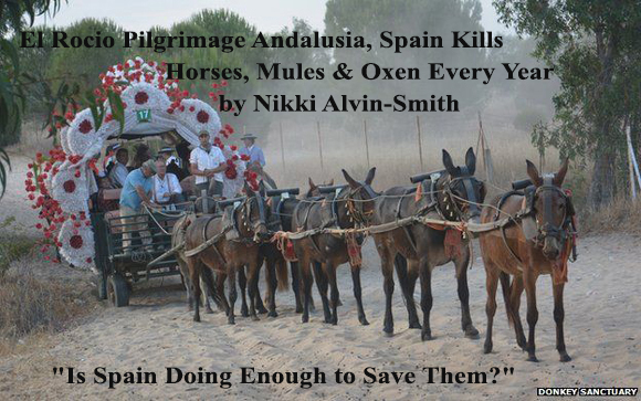 El Rocio Pilgrimage Andalusia, Spain Kills Horses, Mules & Oxen Every Year 
"Is Spain Doing Enough to Save Them?"
by Nikki Alvin-Smith