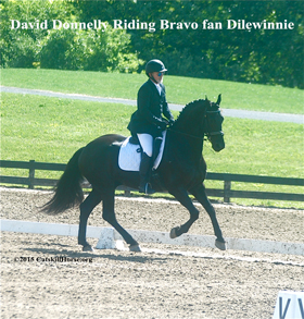 David Donnelly Riding Bravo fan Dilewinnie