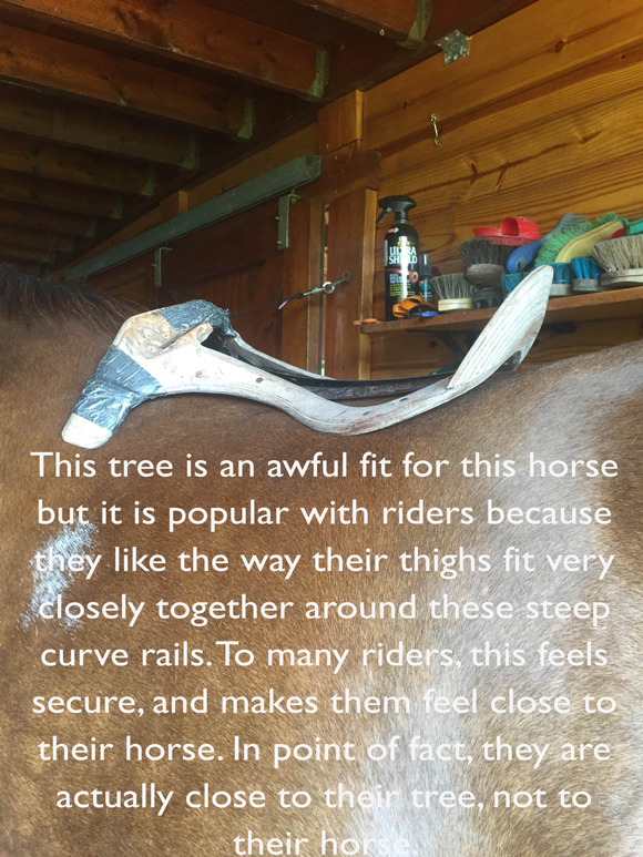 A tree popular with riders