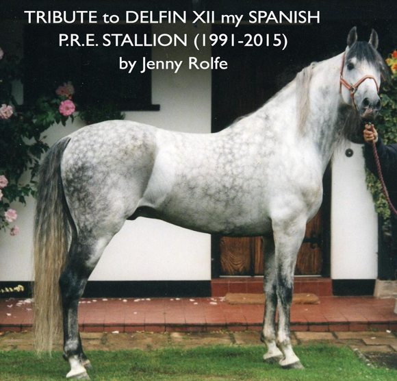 TRIBUTE to DELFIN XII my SPANISH PRE STALLION (1991 - 2015)
 by Jenny Rolfe