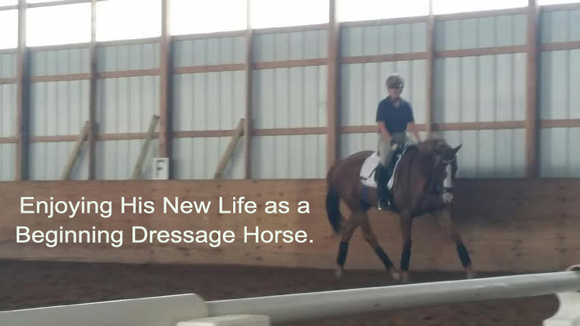 enjoying his new life as a beginning dressage horse.