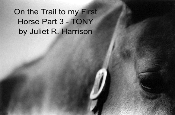 On the Trail to my First Horse Part 3 - TONY
 by Juliet R. Harrison
