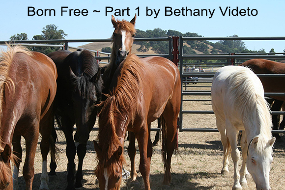 Born Free ~ Part 1 by Bethany Videto