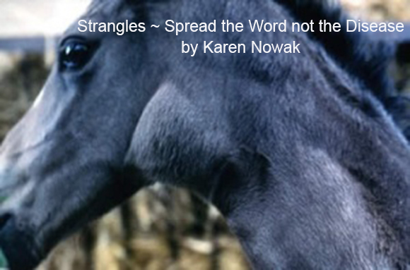 Strangles ~ Spread the Word not the Disease by Karen Nowak