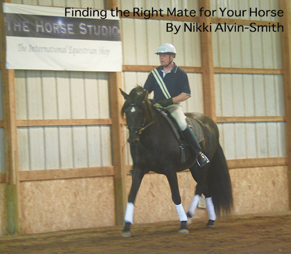 Finding the Right Mate for Your Horse
By Nikki Alvin-Smith