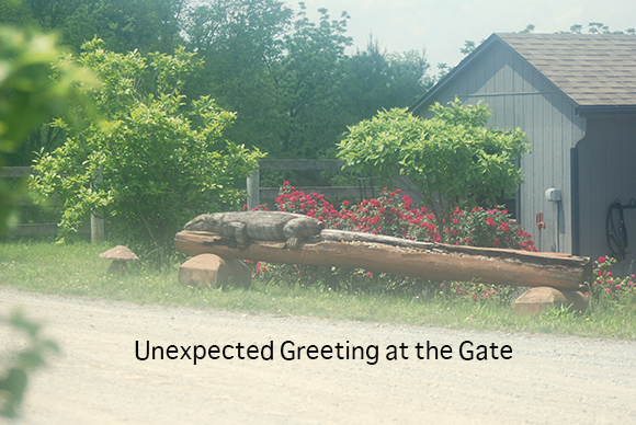 Unexpected Greeting at the Gate