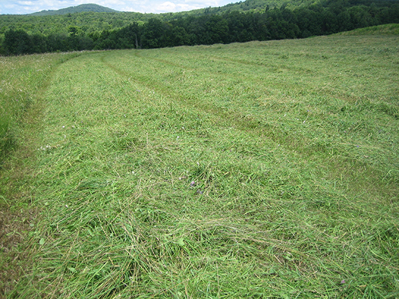 Buy Good Hay & Keep It That Way
 By Nikki Alvin-Smith
