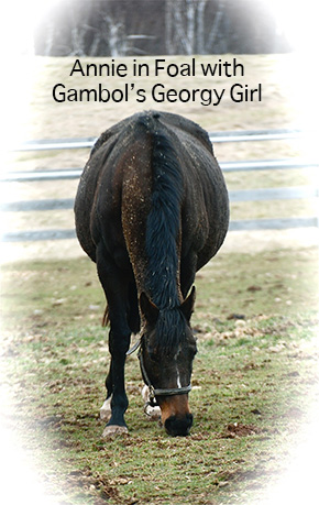 The Life and Times of Annie ~ A Thoroughbred’s Second Chance By Nikki Alvin-Smith