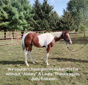 The Ethical Nursemare ~ No Foal Left Behind By Nikki Alvin-Smith