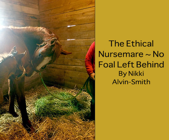 The Ethical Nursemare ~ No Foal Left Behind
By Nikki Alvin-Smith