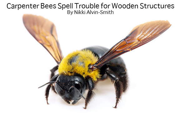 Carpenter Bees Spell Trouble for Wooden Structures
By Nikki Alvin-Smith