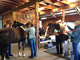 Keep Current on the Wonders of Alternative Therapy for Horses By Nikki Alvin-Smith
