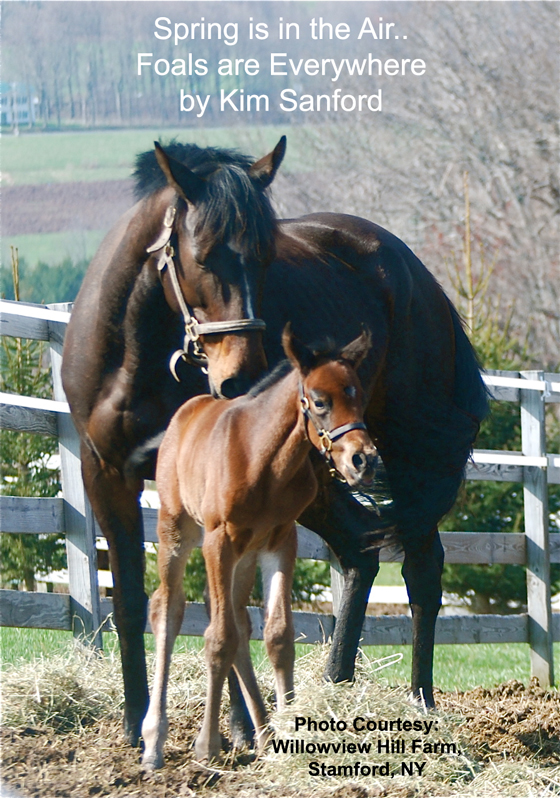 Spring is in the Air…Foals are Every Where by Kim Sanford